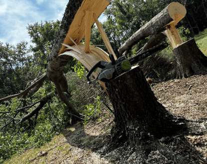 TREE REMOVAL